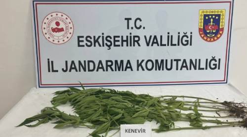 Eskişehir'de kenevir yetiştirenlere operasyon!
