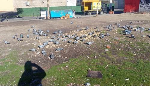 Eskişehir’de kent merkezinde güvercin yoğunluğu