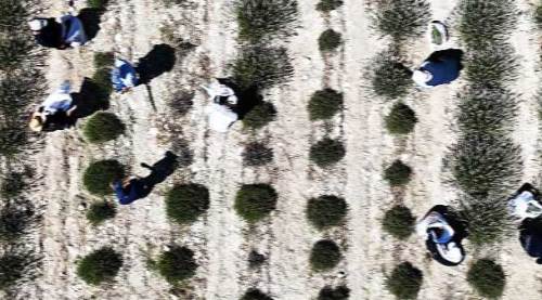 Eskişehir'de kilosu 700 lirayı buluyor... Toplanmaya başlandı