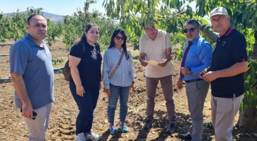 Eskişehir'de kiraz bahçeleri kontrol altında