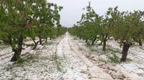 Eskişehir'de kiraz bahçelerini dolu vurdu!