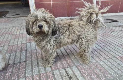 Eskişehir'de kirlenen tüyleriyle sanayinin yıldızı