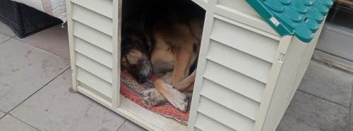 Eskişehir’de kış yaklaşırken sokak hayvanlarına duyarlı dokunuş