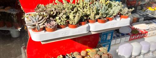 Eskişehir'de kış yaklaştı, kaktüslere ilgi arttı