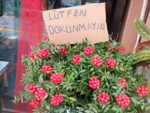 Eskişehir’de kokinalar yeni yıla hazır