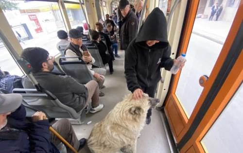 Eskişehir'de köpeğe sevgi dolu ilgi tramvay yolcularını güldürdü