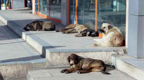 Eskişehir'de köpek sorunu artıyor