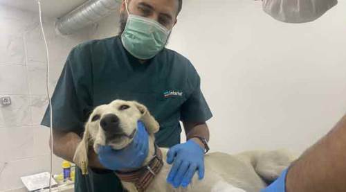 Eskişehir'de köpeklerden, insanlara ders!