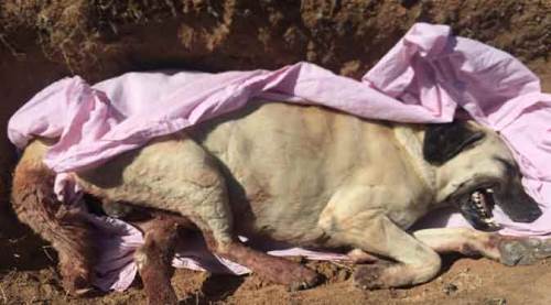 Eskişehir’de köpeklere saldırı! 15 gün içinde...