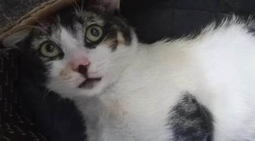 Eskişehir'de korkunç görüntü: Zehirleyerek öldürüp...