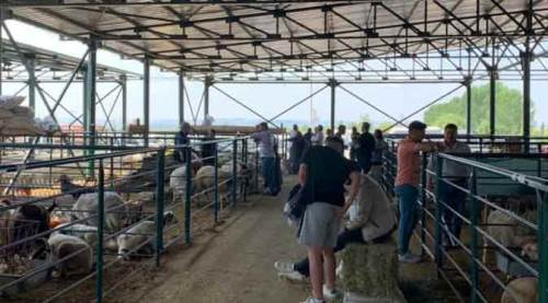Eskişehir'de kurban alacaklara güzel haber