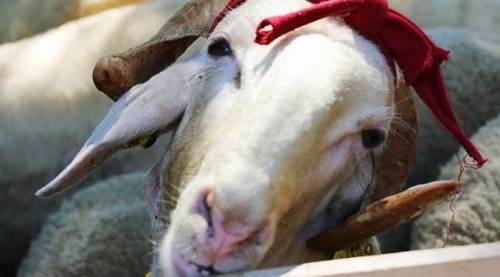 Eskişehir'de kurban alacaklara tavsiye: Bu hayvanlara dikkat edin!