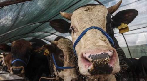 Eskişehir'de Kurban Bayramı'nda onların yine yüzü gülmeyecek