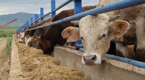 Eskişehir'de Kurban Bayramı öncesi kritik "hastalık" uyarısı!