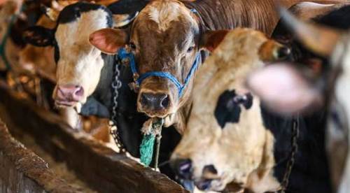 Eskişehir'de kurban bayramı öncesi önemli uyarı