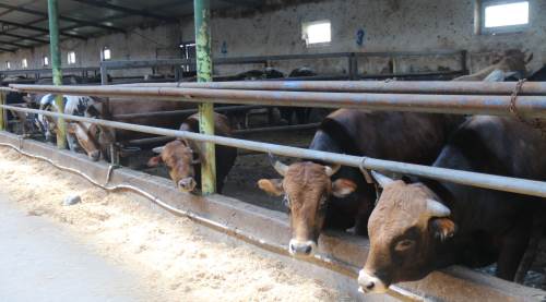 Eskişehir’de kurban kesecekler dikkat: Son günü beklemeyin!