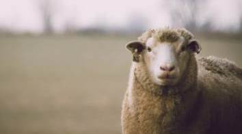 Eskişehir'de kurban keseceklere kritik uyarılar!