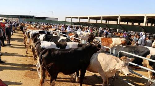 Eskişehir'de kurban keserken dikkat: Büyük ceza geliyor