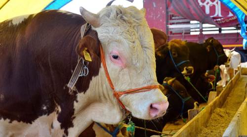 Eskişehir’de kurban kesimine ilişkin önemli uyarı