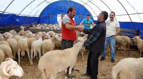 Eskişehir'de kurban pazarı hareketlendi