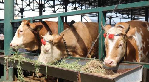 Eskişehir'de kurban pazarlığı kızıştı: Gözler fiyatlarda...