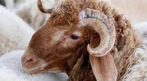 Eskişehir'de kurban satacaklara önemli duyuru!