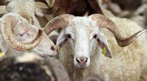 Eskişehir'de kurbanlık alacaklar dikkat: İşte yeni fiyatlar...