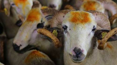 Eskişehir'de kurbanlık alırken aman dikkat!