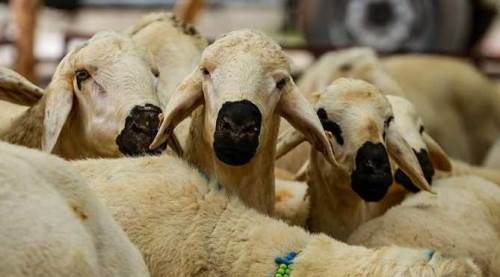 Eskişehir’de kurbanlıklar görücüye çıktı: İşte fiyatlar