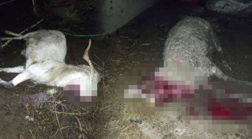 Eskişehir'de kurt dehşeti: İlçe merkezine inip...