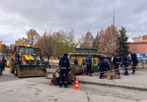 Eskişehir'de kuruyan ağacı kestiler