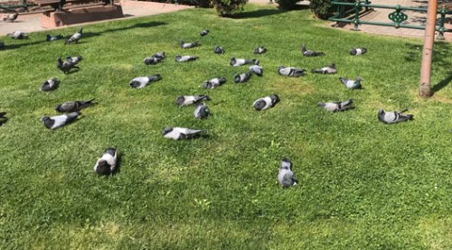 Eskişehir'de kuşların öğle şekerlemesi