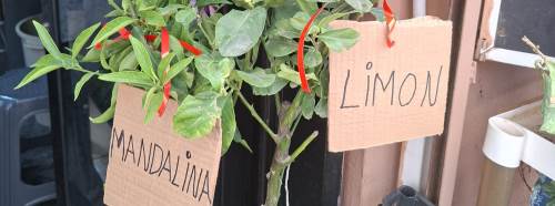 Eskişehir'de limon ve mandalina fidanlarına ilgi arttı