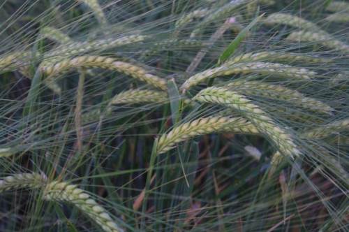 Eskişehir de listede: Don, kuraklık ve fare tehdidi...