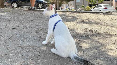 Eskişehir'de Lokum'u gören kameraya sarılıyor!