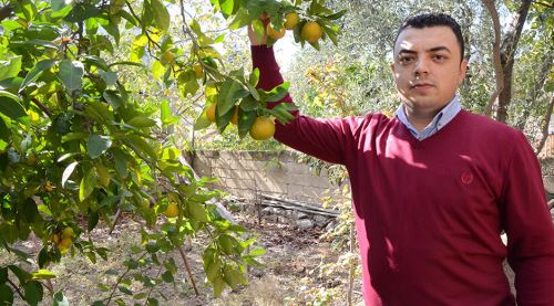 Eskişehir'de mandalina ve portakal yetişti
