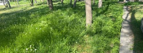 Eskişehir’de mesire alanı bakımsızlığa terk edildi