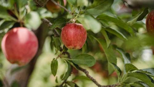 Eskişehir'de meyve bahçelerine can gelecek: 116 çiftçi katıldı!