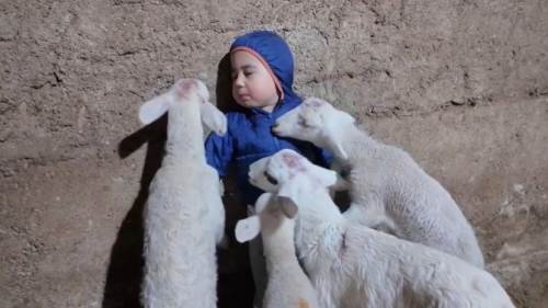 Eskişehir’de minik Yusuf’un kuzularla eğlenceli anı