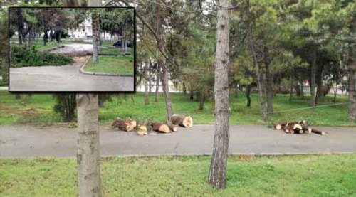 Eskişehir'de o ağaçlar kesildi!