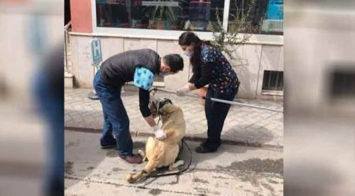 Eskişehir'de o can için seferber oldular