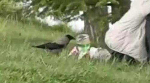 Eskişehir'de o parka gidenler dikkat! Hırsız karga alarmı