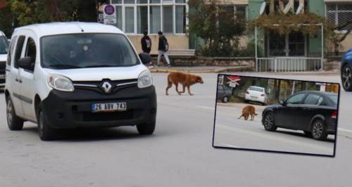 Eskişehir'de o yoldan geçenleri çok zorladı! 