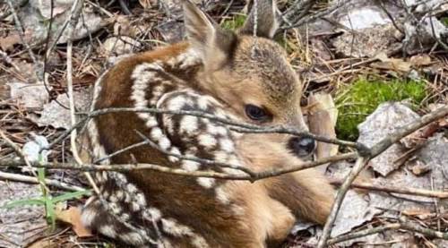 Eskişehir'de önemli uyarı: Ormanda görürseniz sakın bunu yapmayın