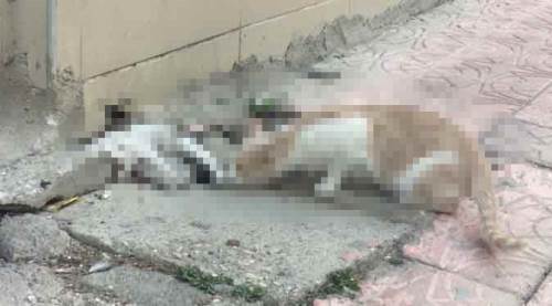 Eskişehir'de onları görenler gözyaşlarını tutamadı!
