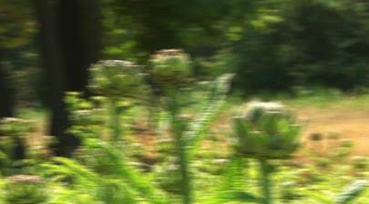 Eskişehir'de onu yetiştirmeyi başardı, şimdi yok satıyor!