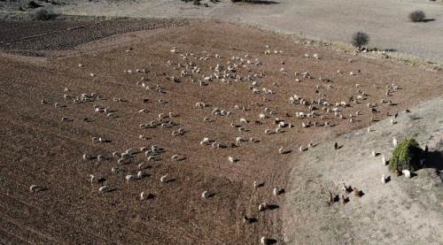 Eskişehir'de onun sesini duyunca koşuyorlar!