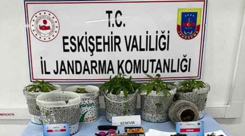 Eskişehir'de ormana uyuşturucu ektiler!