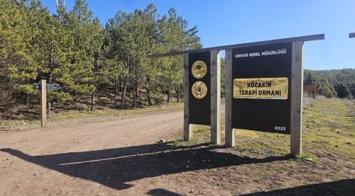 Eskişehir'de ormanda spor yaparken ölümle burun buruna geldi!