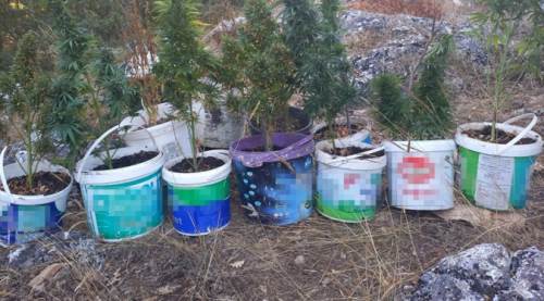 Eskişehir'de ormanlık alanda zehir yetiştirdiler